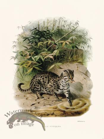 Elliot Cat 23 Sad Cat